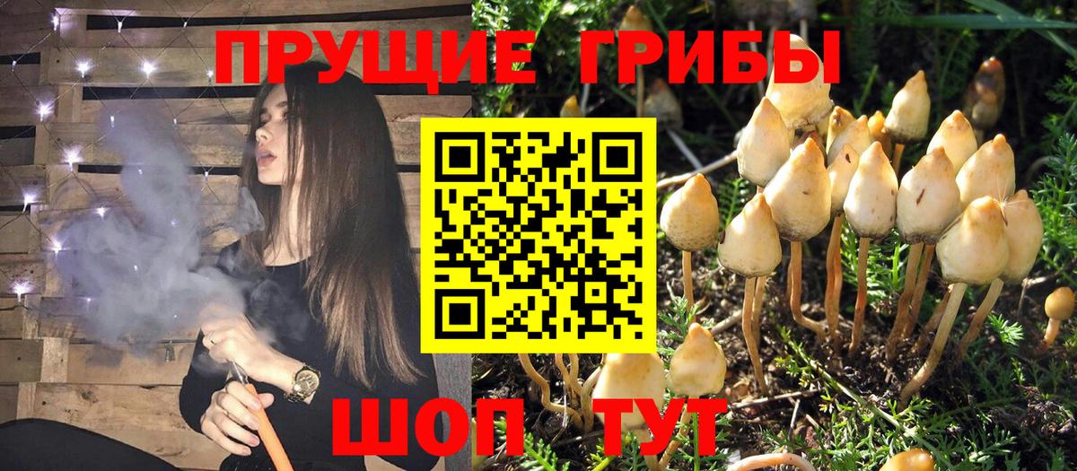 Заволжье  купить закладку  Галлюциногенные грибы Psilocybine cubensis  Вход с VPN  Псилоцибиновые грибы Magic Shrooms 